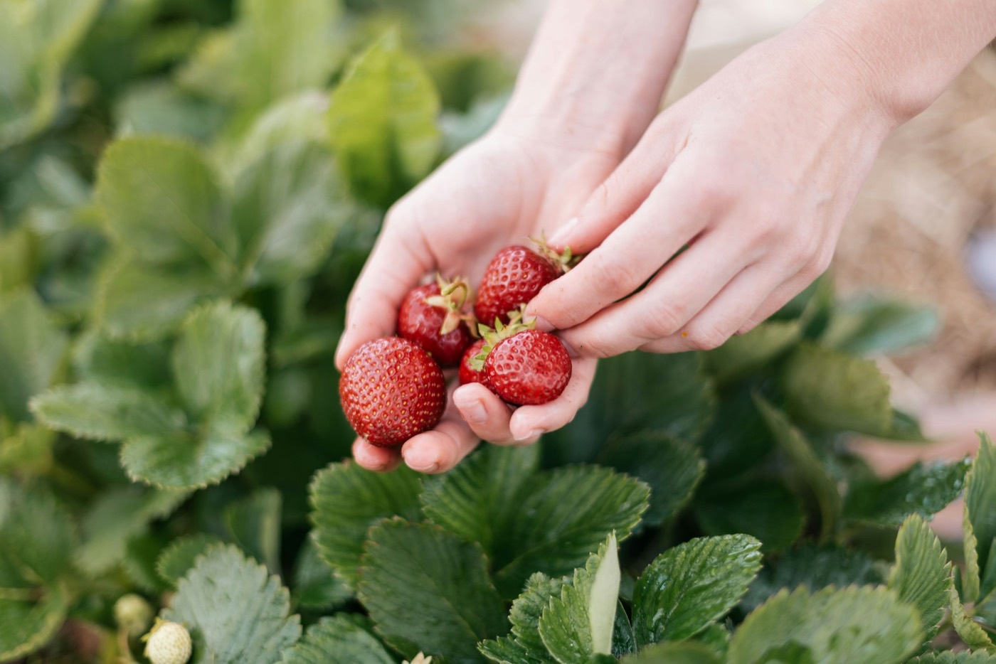 Two hands picking ripe strawberries among green leaves