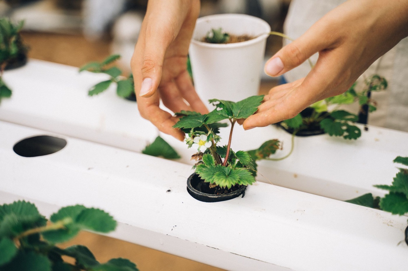 A grower's hands setting a young strawberry plant into a white growing channel