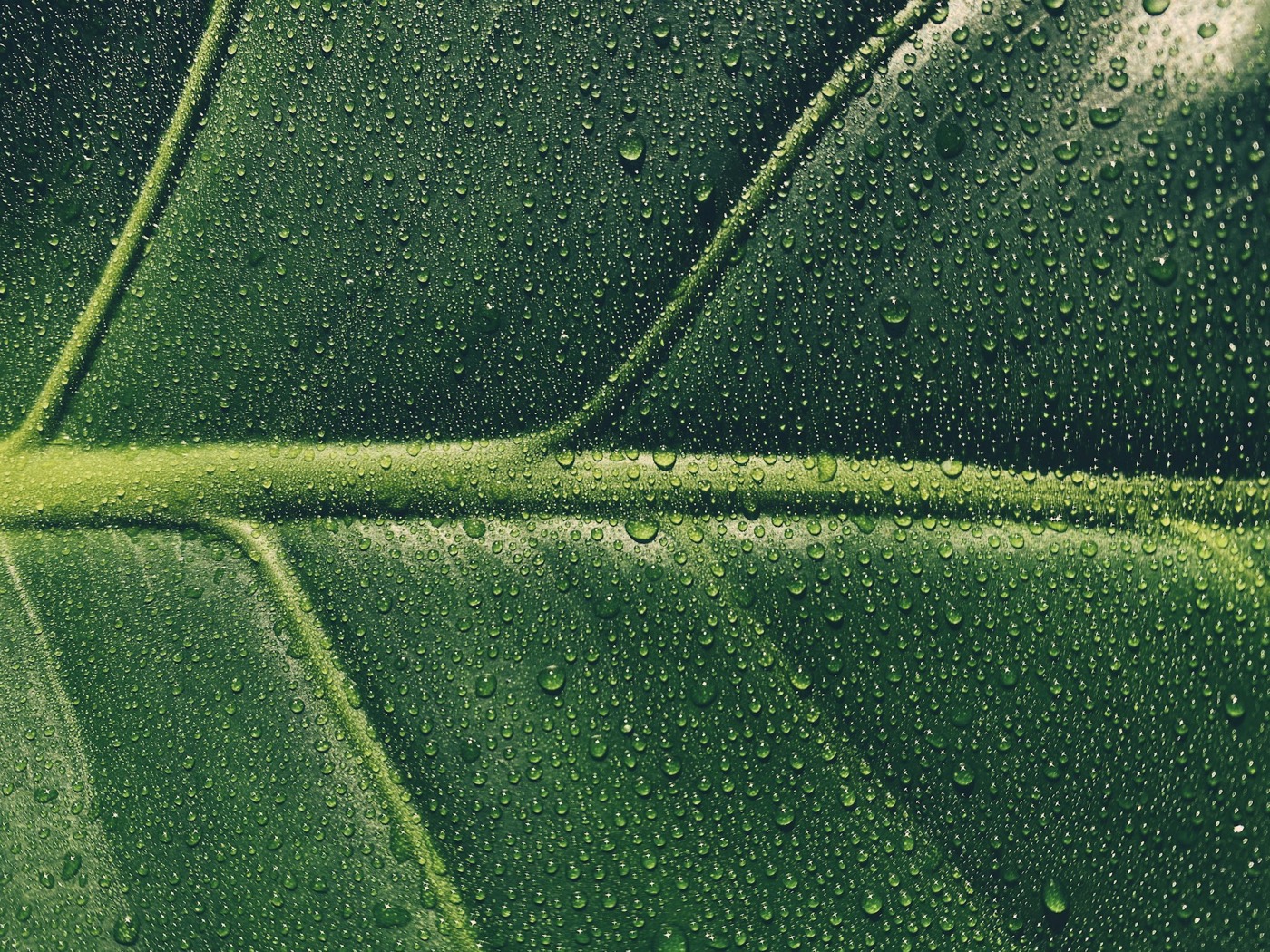 Fine droplets of water beaded across a broad green leaf