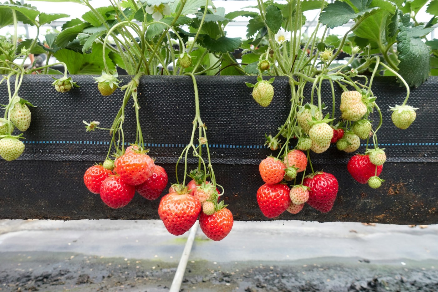 Ripe and green strawberries hanging from a raised grow bag in a greenhouse