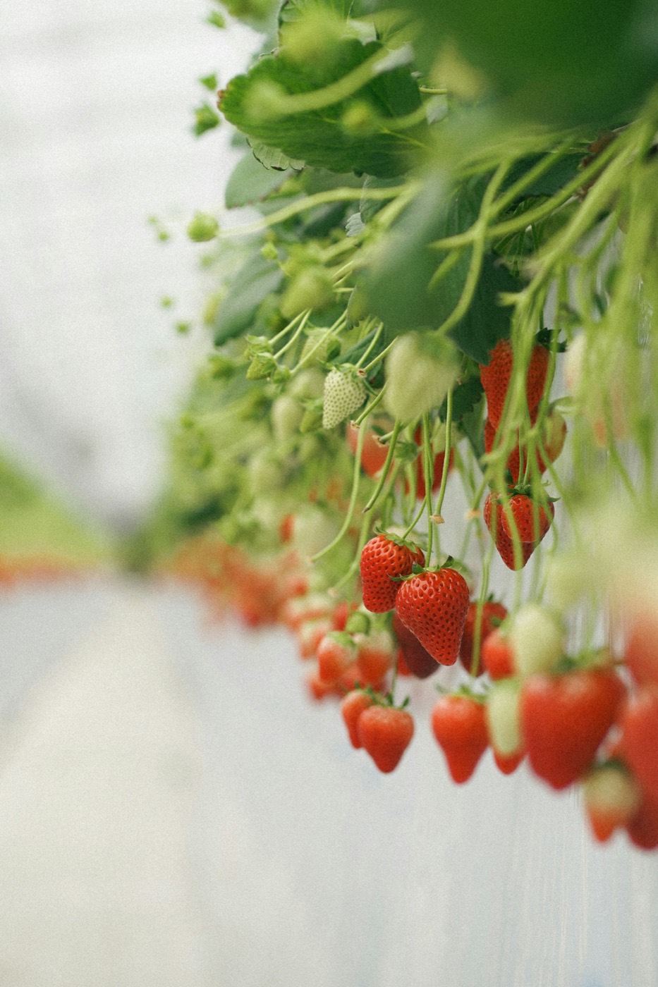 Ripe and unripe strawberries hanging in long clusters from a raised bed indoors