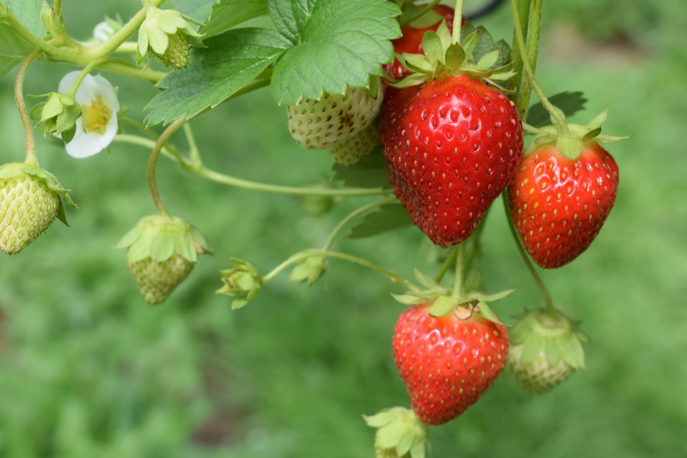 Ripe red and unripe green strawberries hanging from a plant, with a white flower